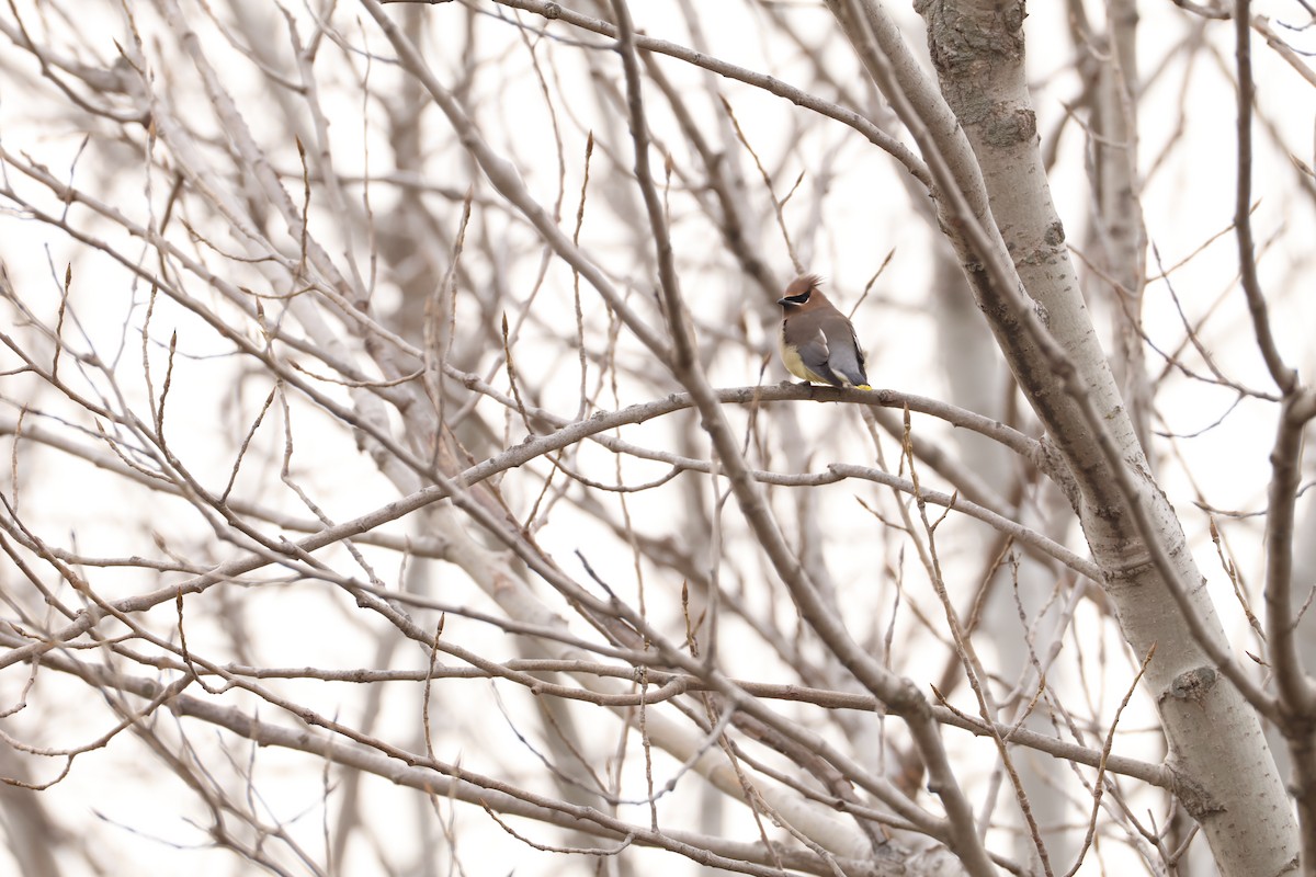 brkoslav americký - ML646467438