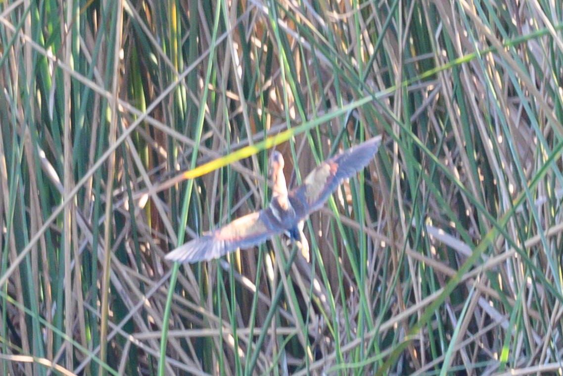 Least Bittern - ML646467440