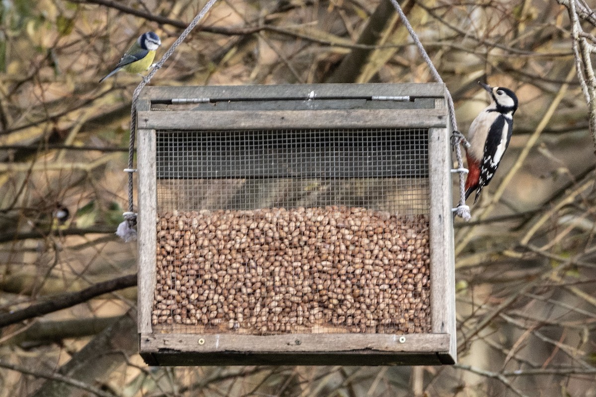 strakapoud velký - ML646467444