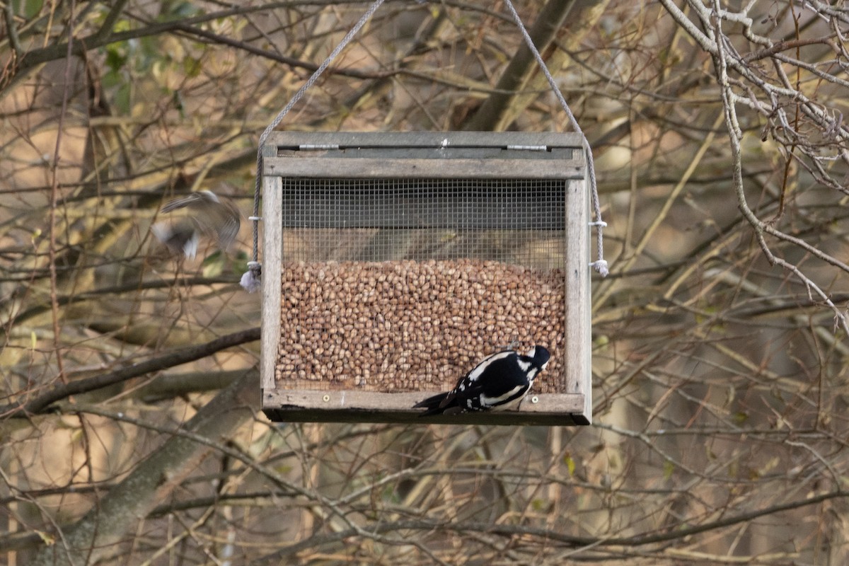 strakapoud velký - ML646467445