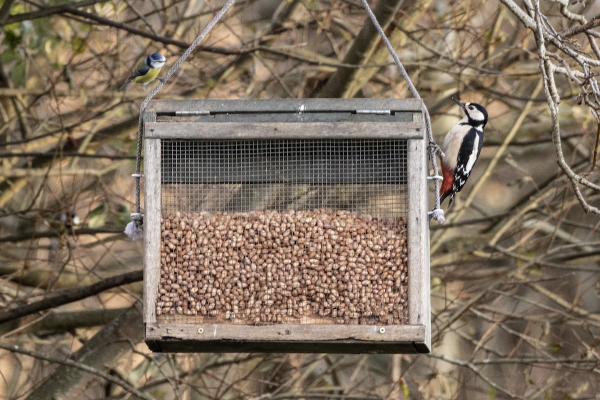 strakapoud velký - ML646467446