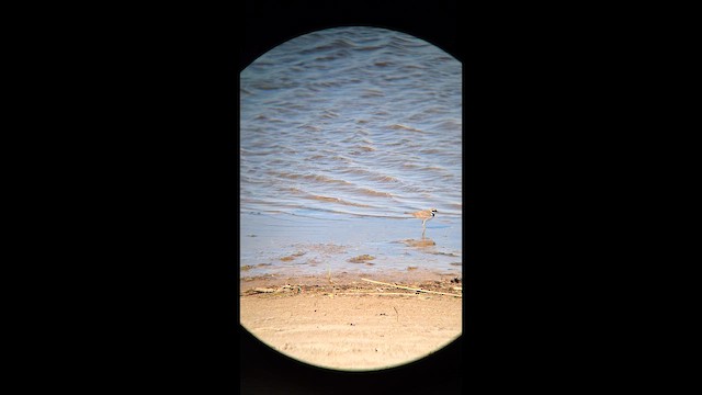 Little Ringed Plover - ML646467447