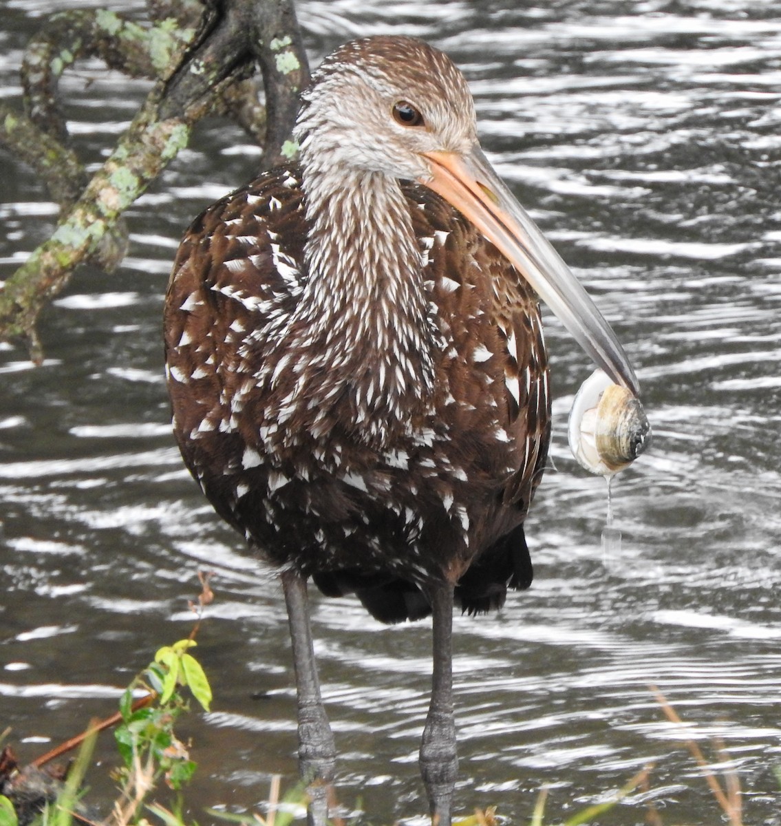 Limpkin - ML646467452