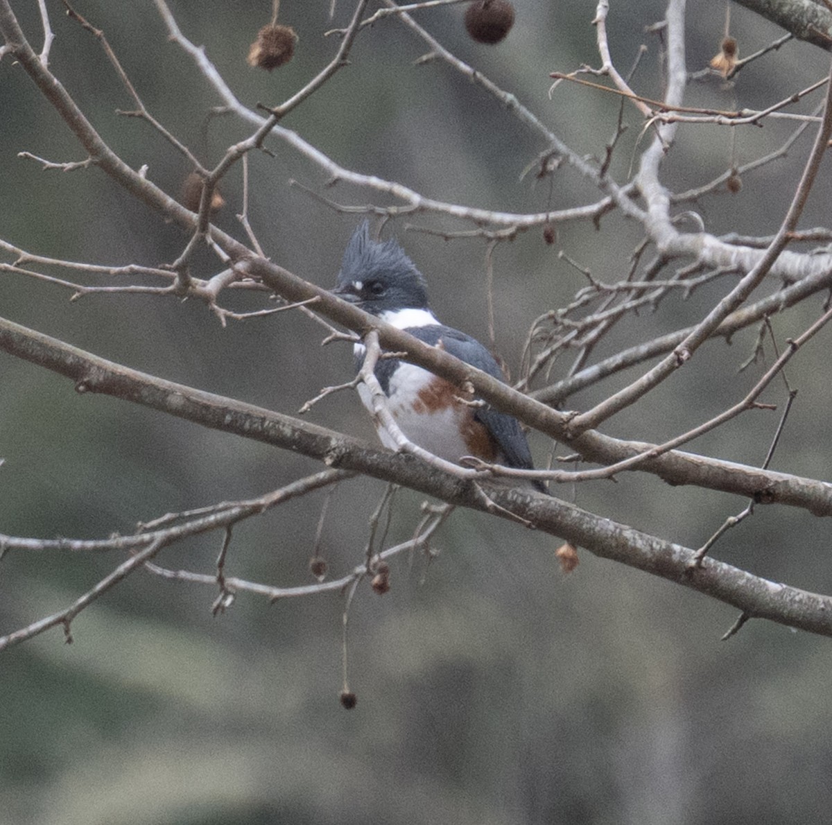 アメリカヤマセミ - ML646467455