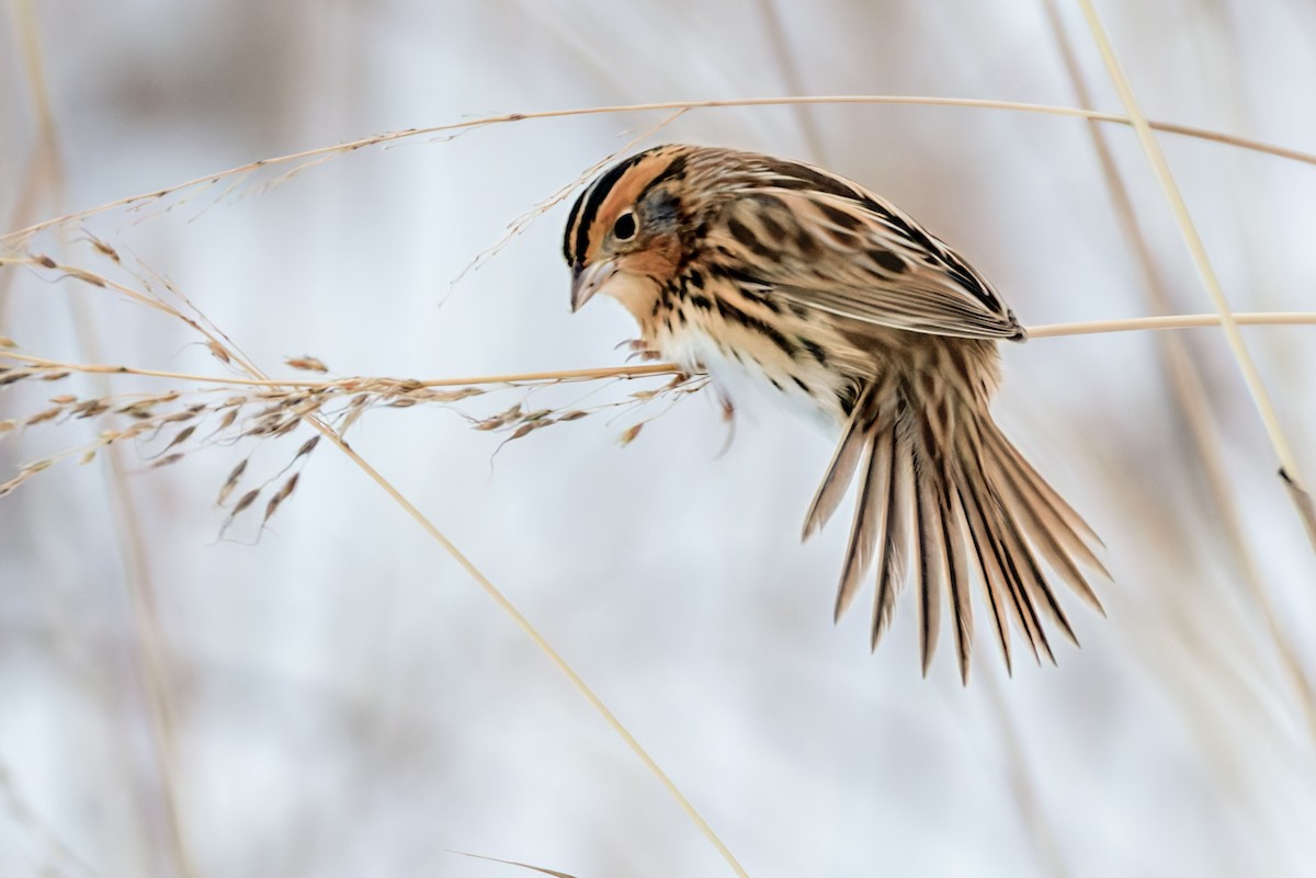 LeConte's Sparrow - ML646467457