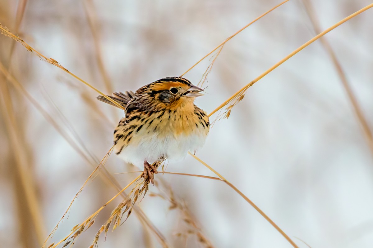 LeConte's Sparrow - ML646467458