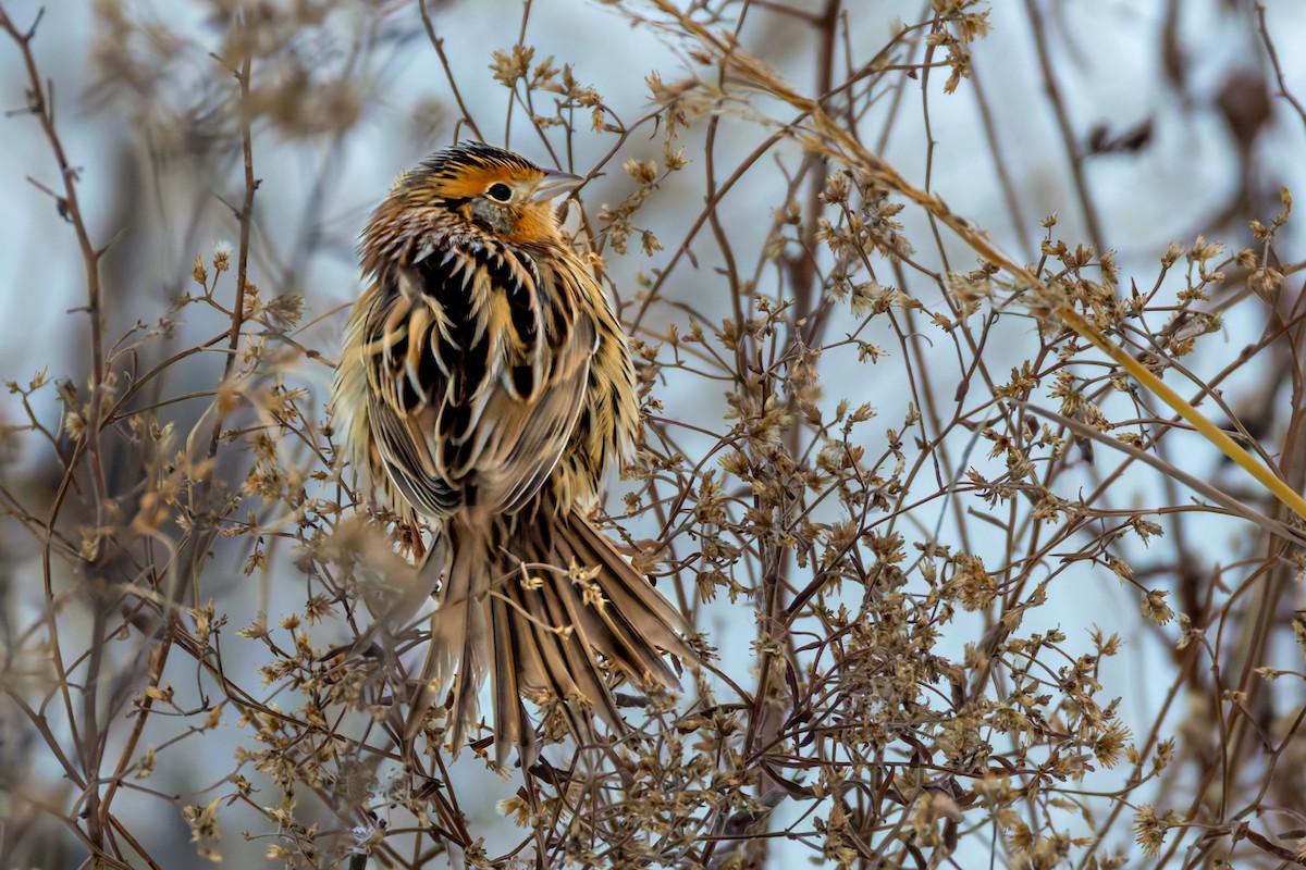 LeConte's Sparrow - ML646467460