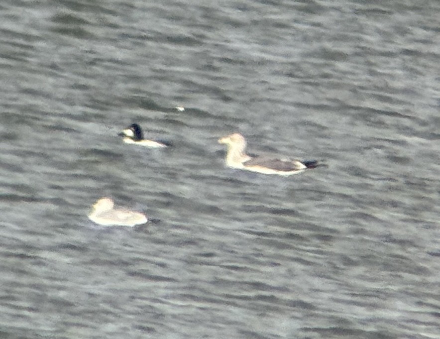 小黑背鷗 - ML646467462