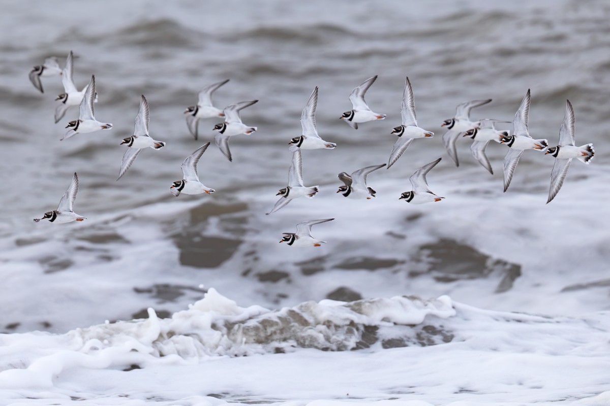 Corriere grosso - ML646467463