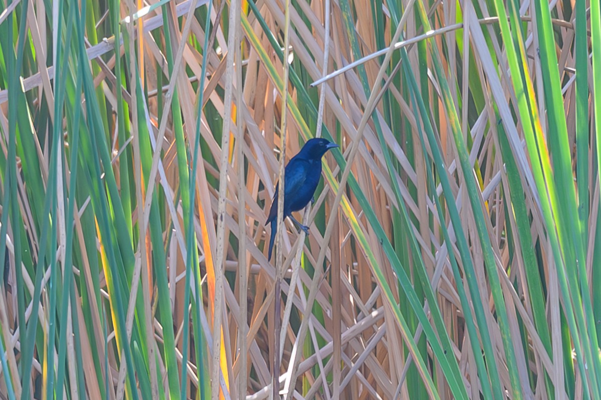 Вашер синій - ML646467466