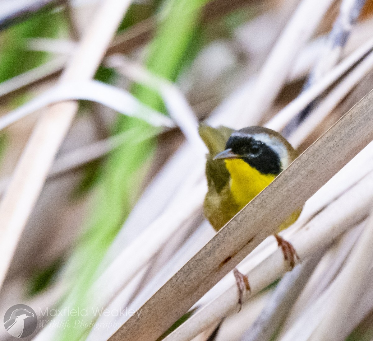 Common Yellowthroat (trichas Group) - ML646467471