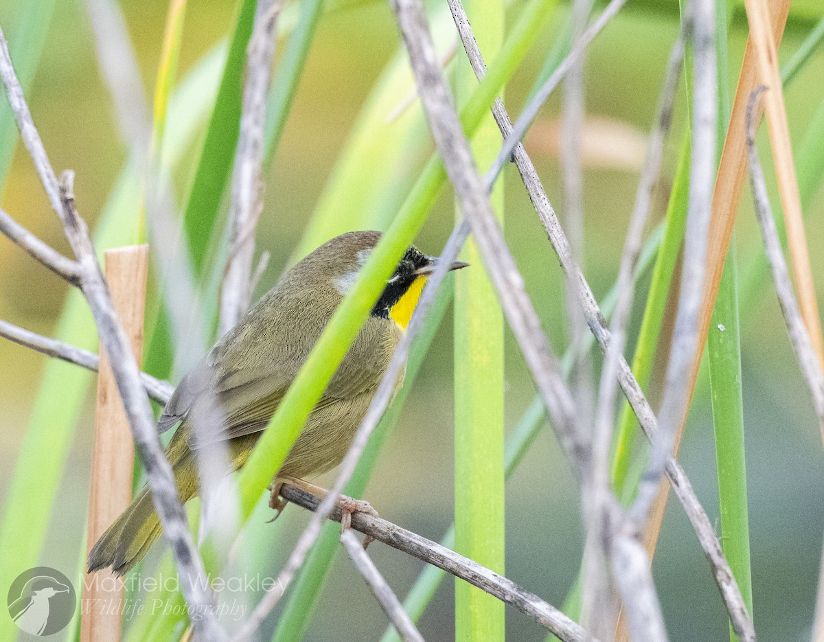 Common Yellowthroat (trichas Group) - ML646467472