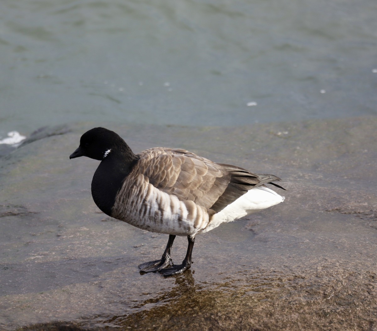 Brant - ML646467473
