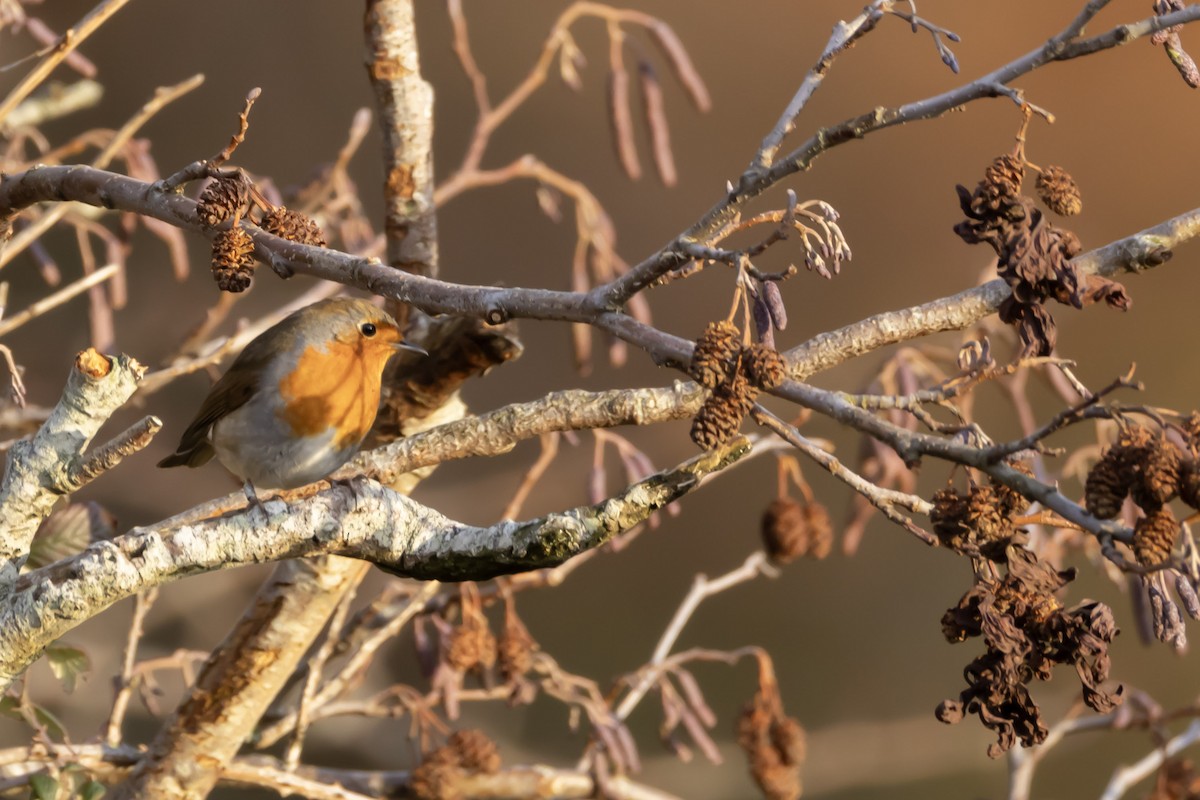 červenka obecná - ML646467476