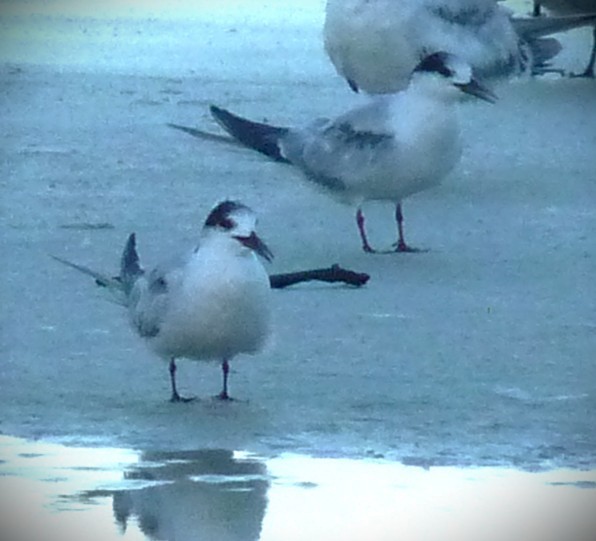 燕鷗 - ML646467478