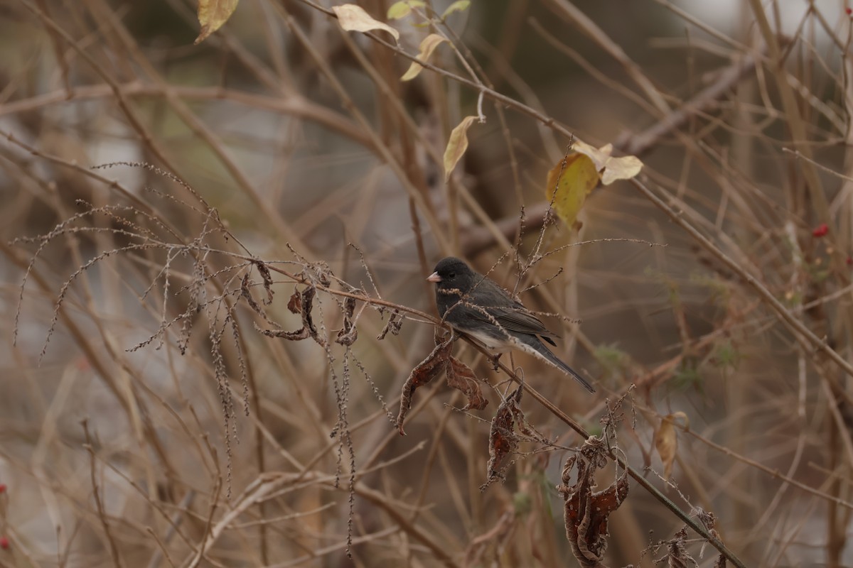 strnadec zimní - ML646467479