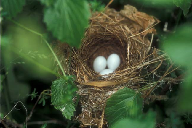 ルリノジコ - ML646467482