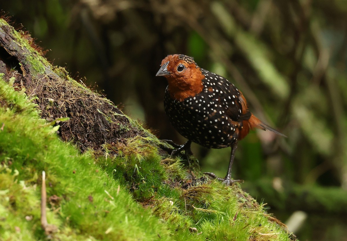 İncili Tapakola - ML646467483