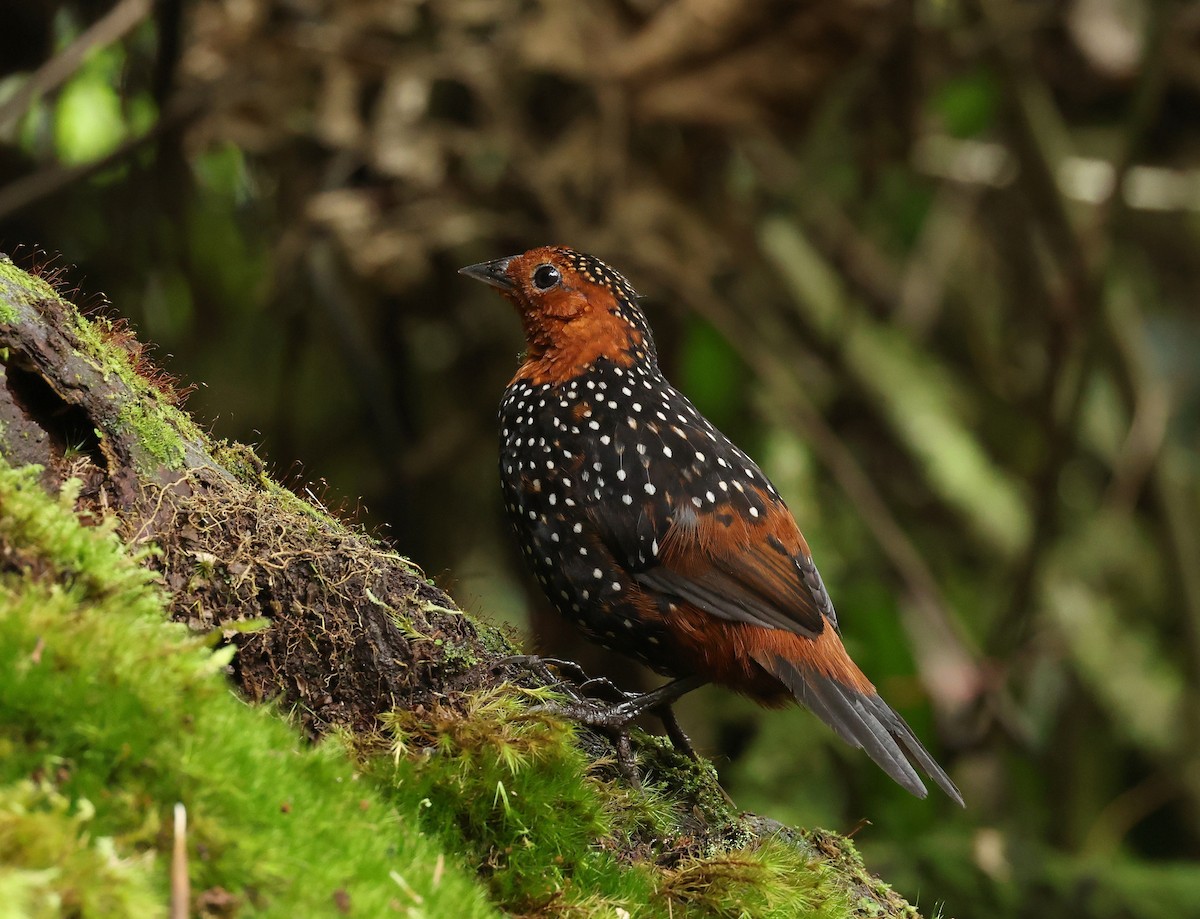 İncili Tapakola - ML646467484