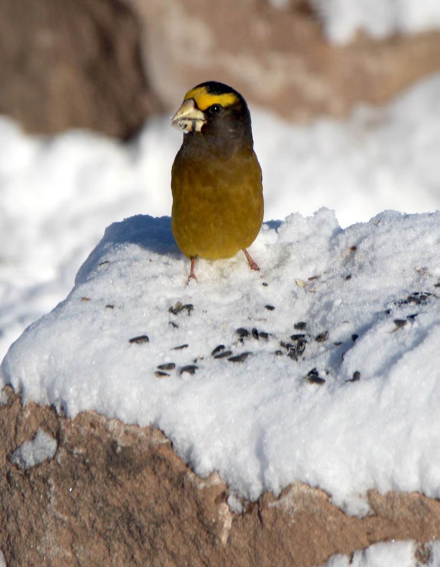 キビタイシメ - ML646467486