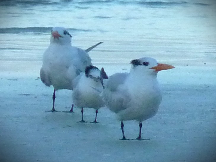שחפית גדולה - ML646467489