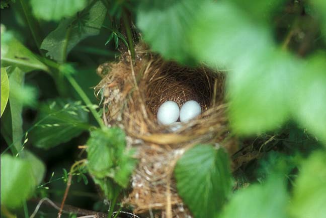 ルリノジコ - ML646467490