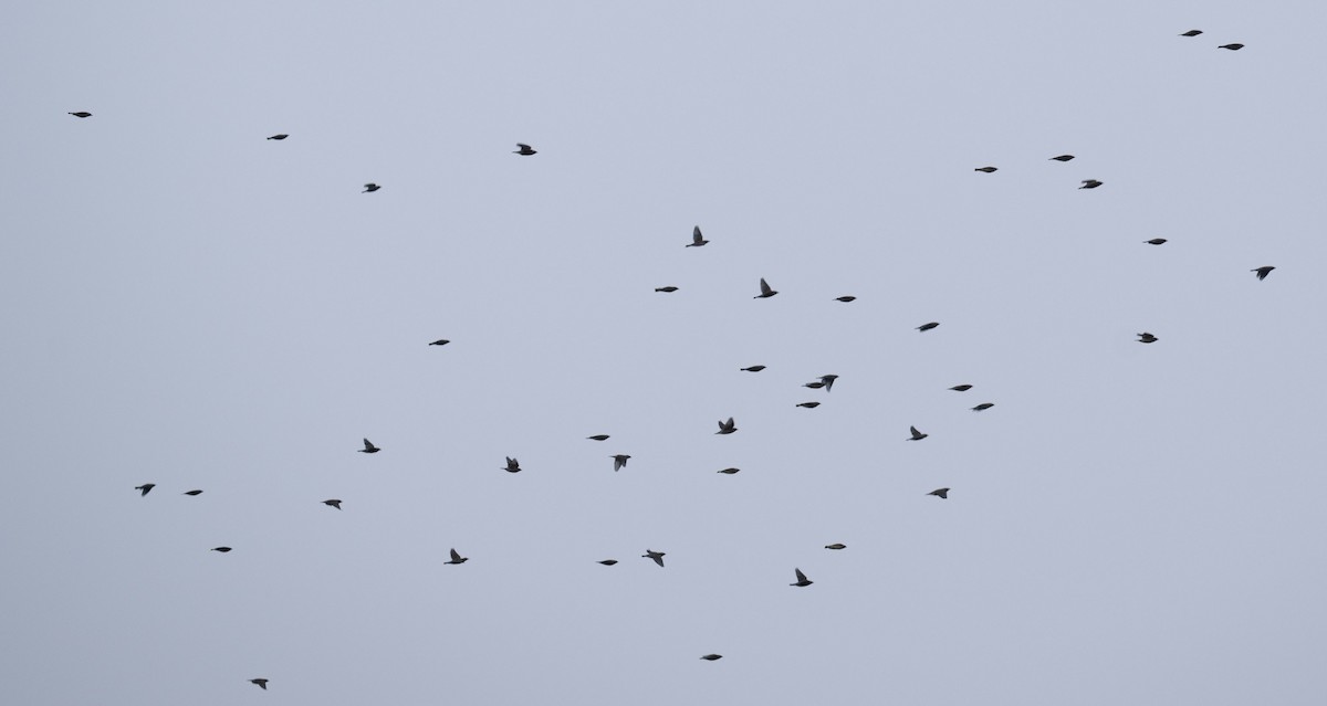 ヒメレンジャク - ML646467492