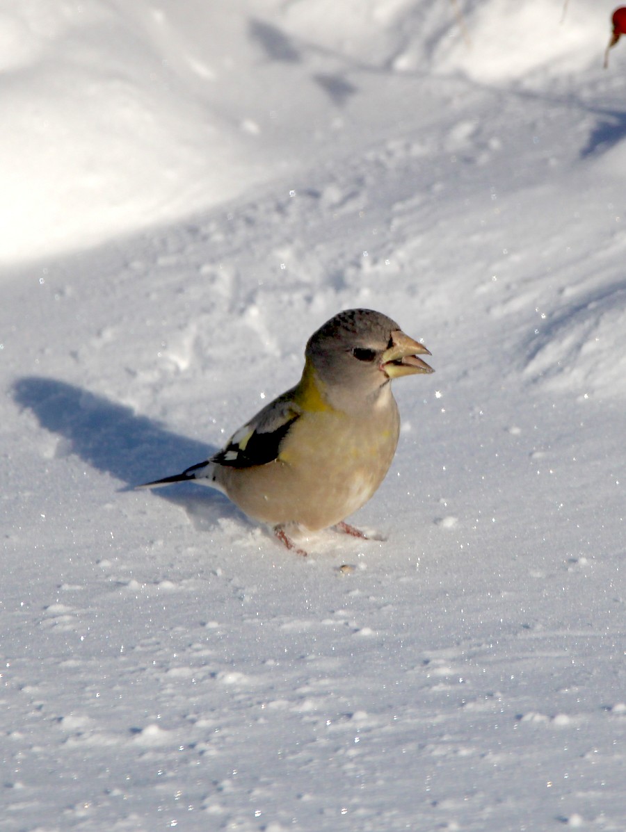 キビタイシメ - ML646467494