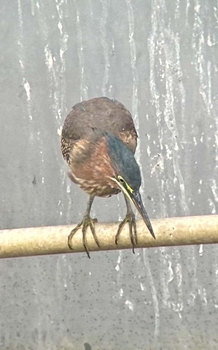 Grünreiher - ML646467495