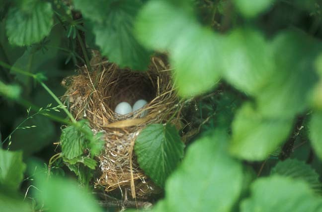 ルリノジコ - ML646467497