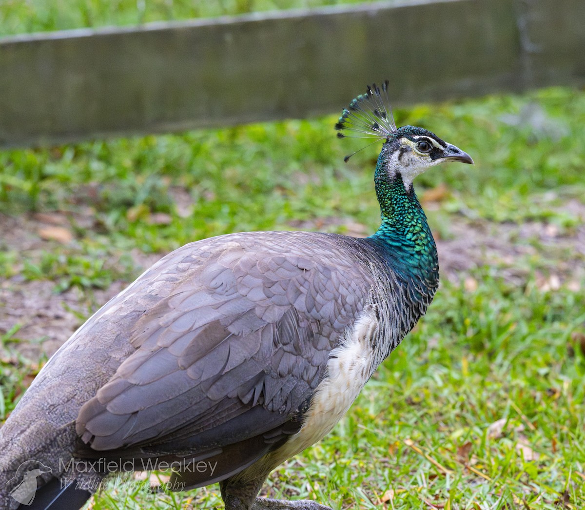Indian Peafowl - ML646467498