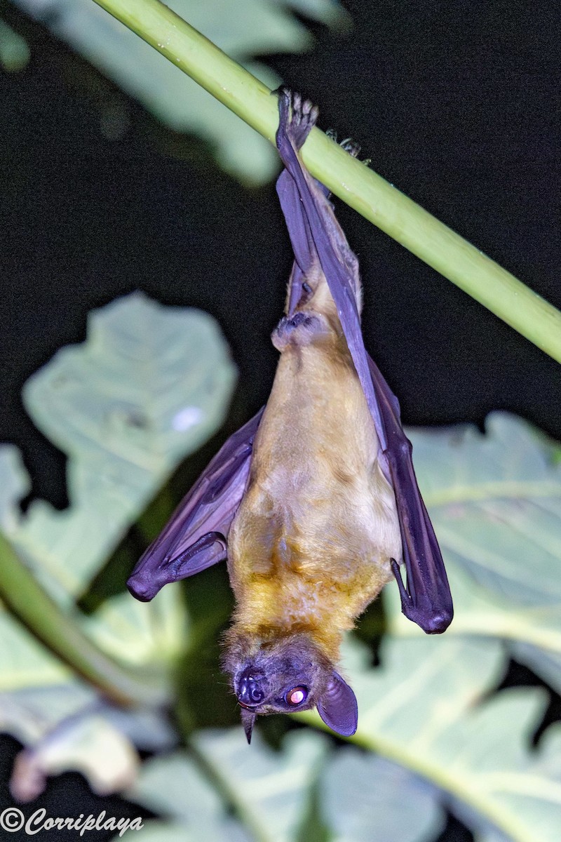 Straw-coloured Fruit Bat - ML646467500