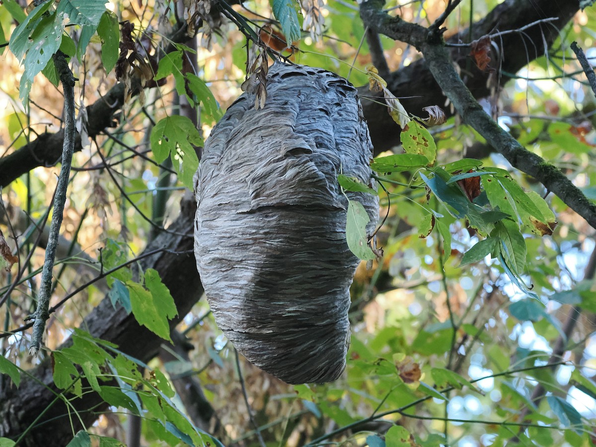 Bald-faced Hornet - ML646467502