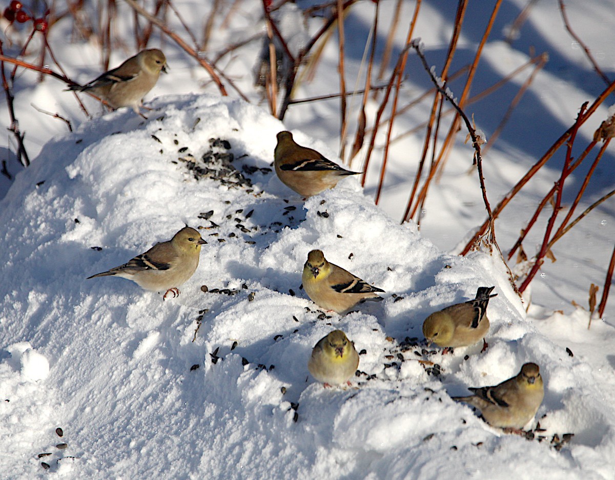 オウゴンヒワ - ML646467503