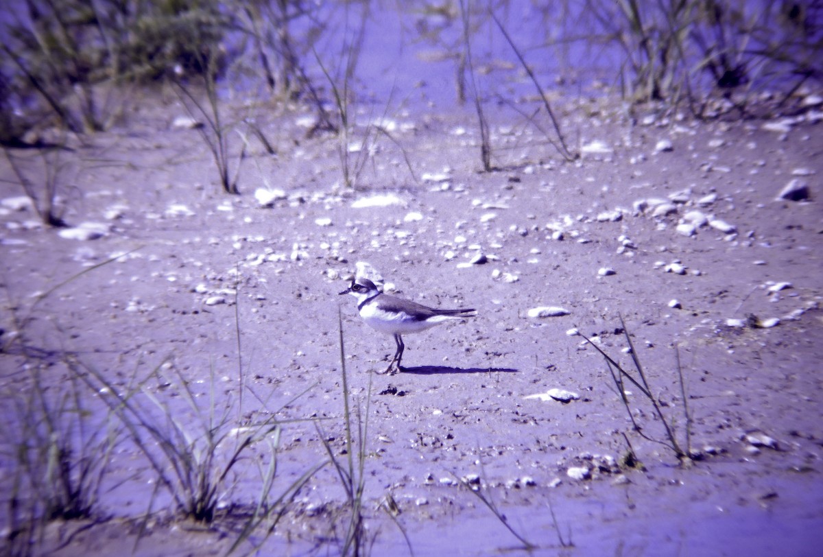 Little Ringed Plover - ML646467504