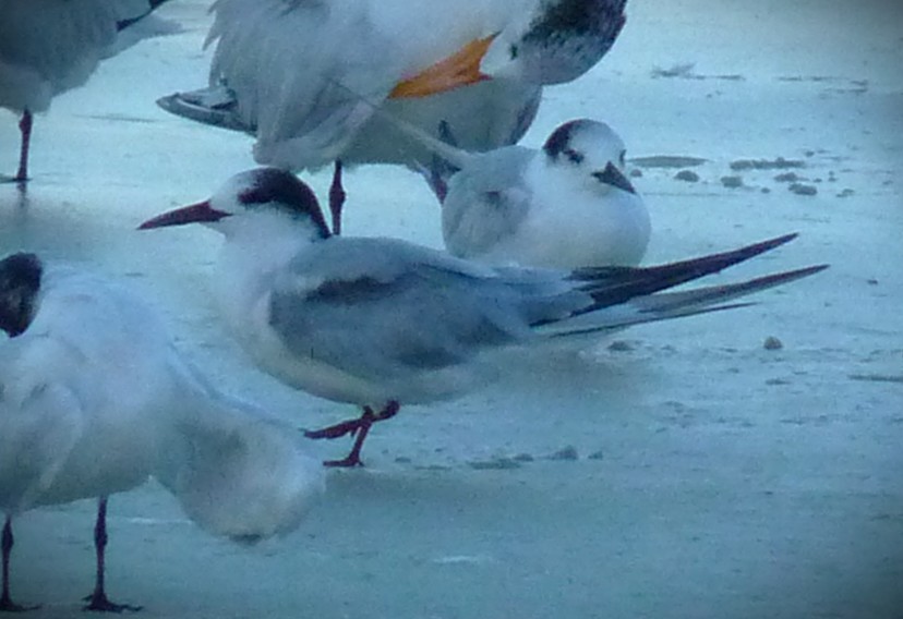 燕鷗 - ML646467505