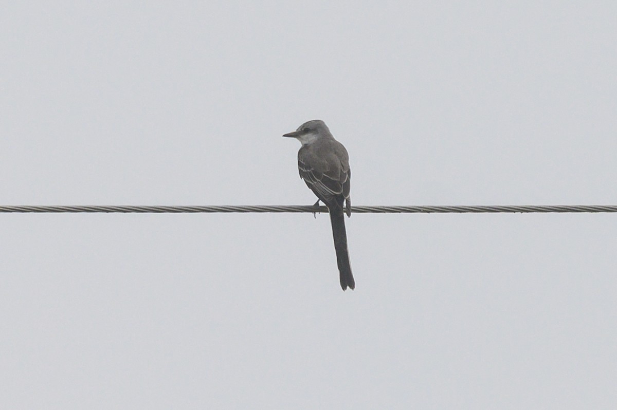 Тиран мексиканський - ML646467506