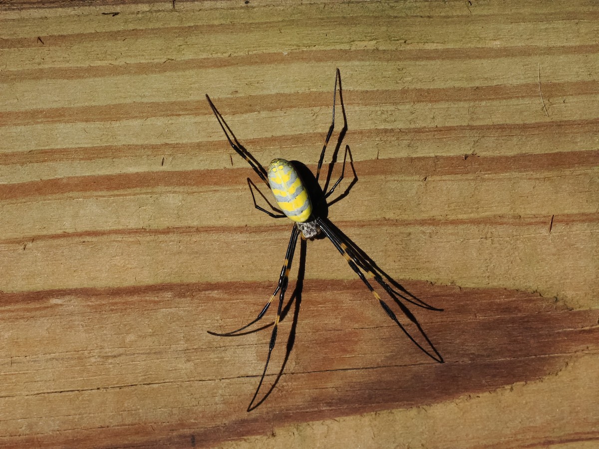 Joro Spider - ML646467508