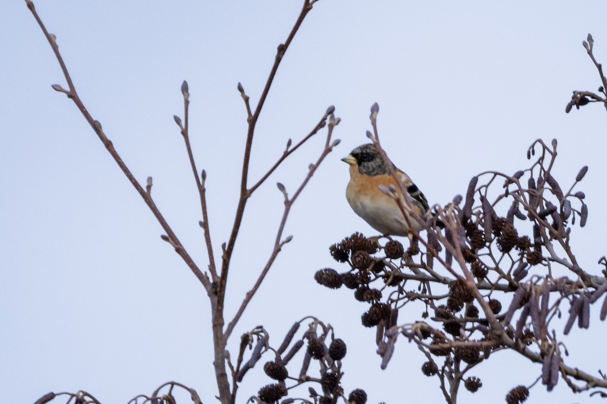 pěnkava jikavec - ML646467510