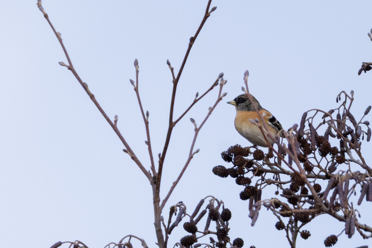 pěnkava jikavec - ML646467511