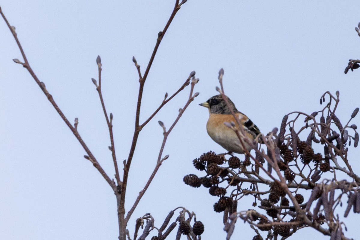 pěnkava jikavec - ML646467512