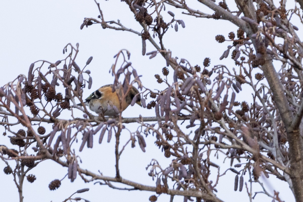 pěnkava jikavec - ML646467513