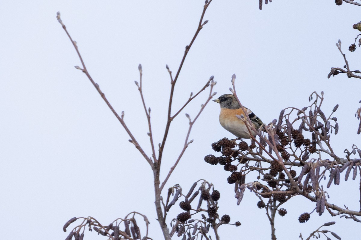 pěnkava jikavec - ML646467514