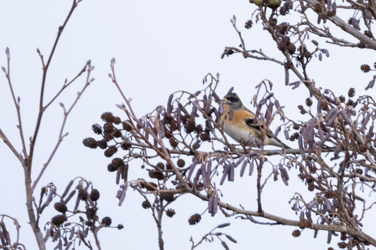 pěnkava jikavec - ML646467515