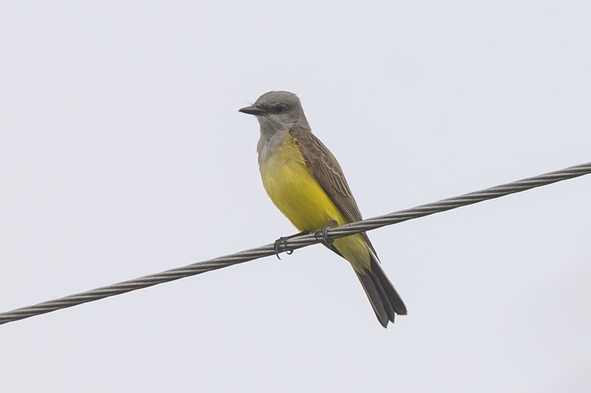 Тиран західний - ML646467518