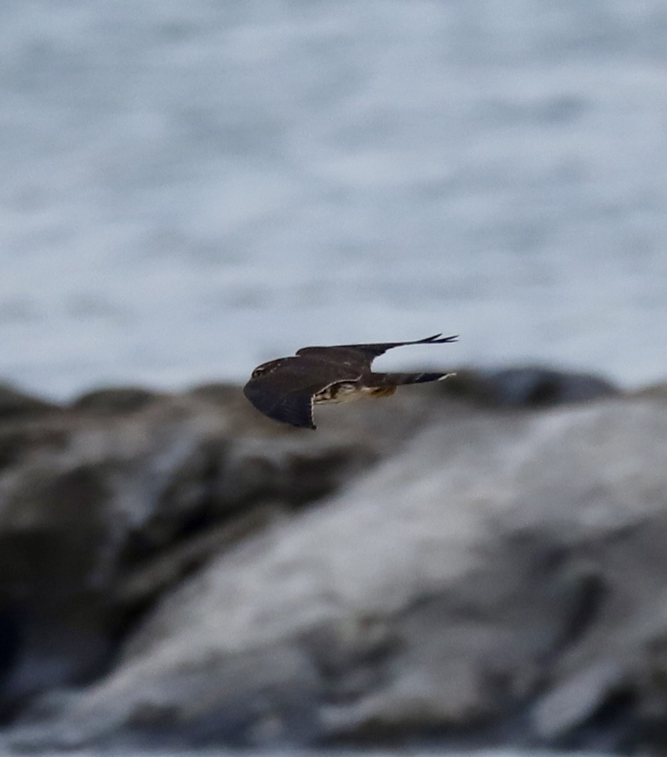 Merlin - ML646467520