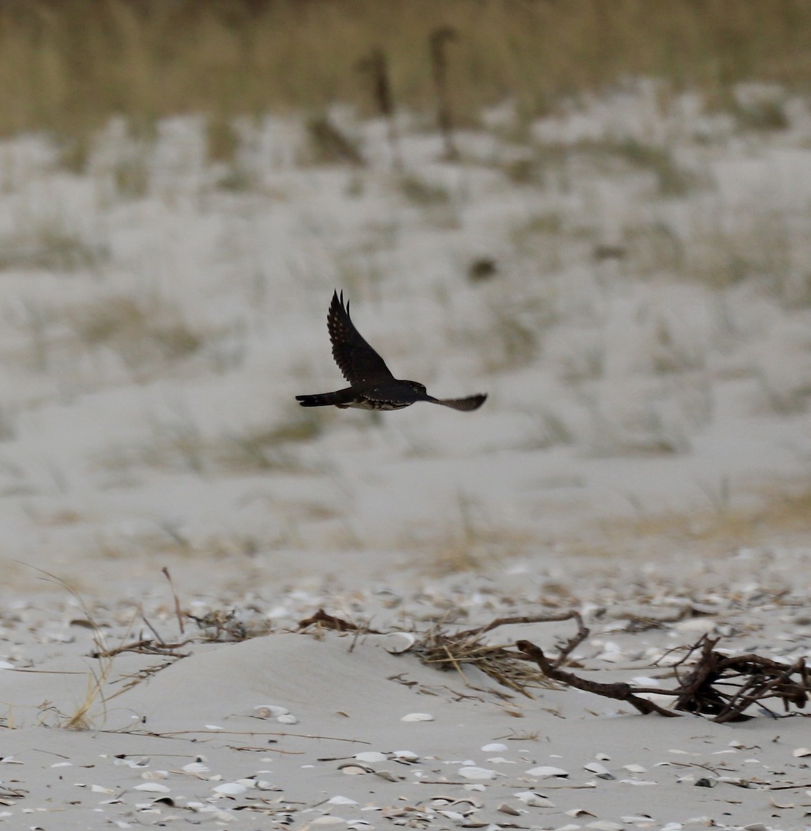 Merlin - ML646467521