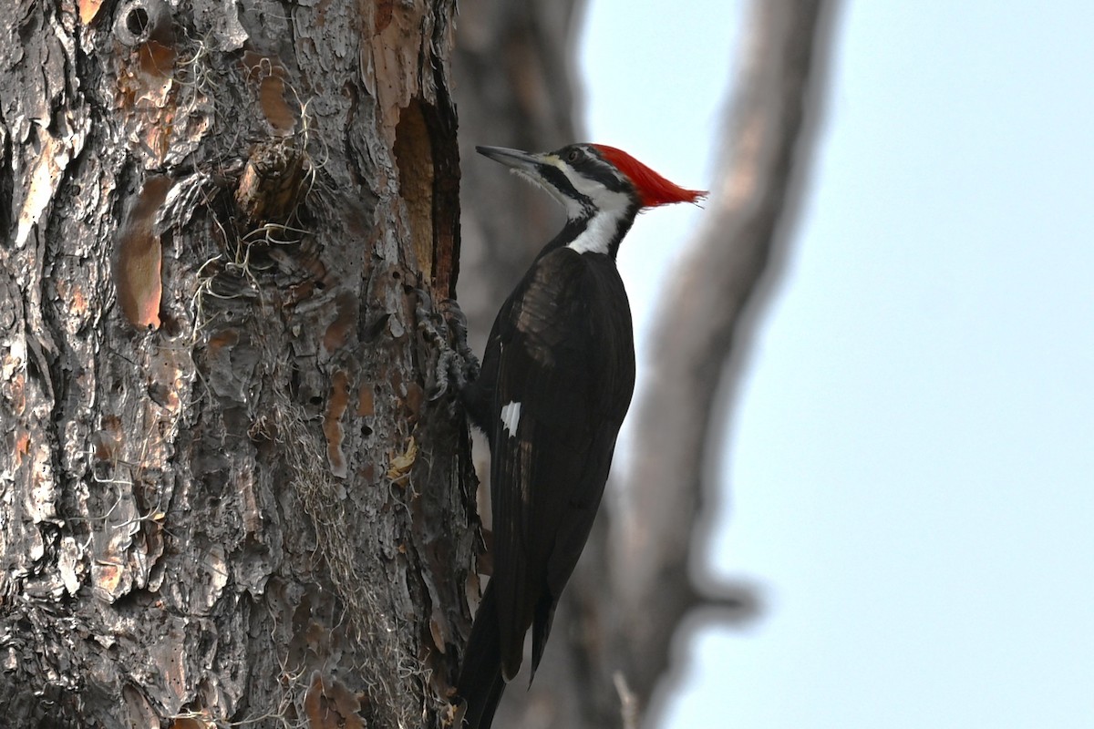 datel chocholatý - ML646467522
