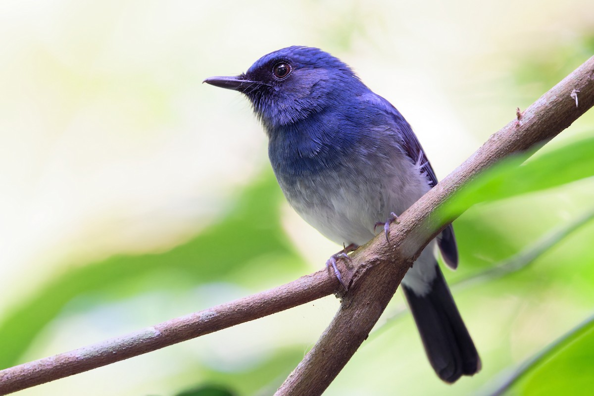 White-bellied Blue Flycatcher - ML646467523