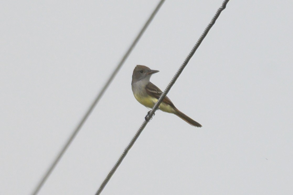 Great Crested Flycatcher - ML646467524